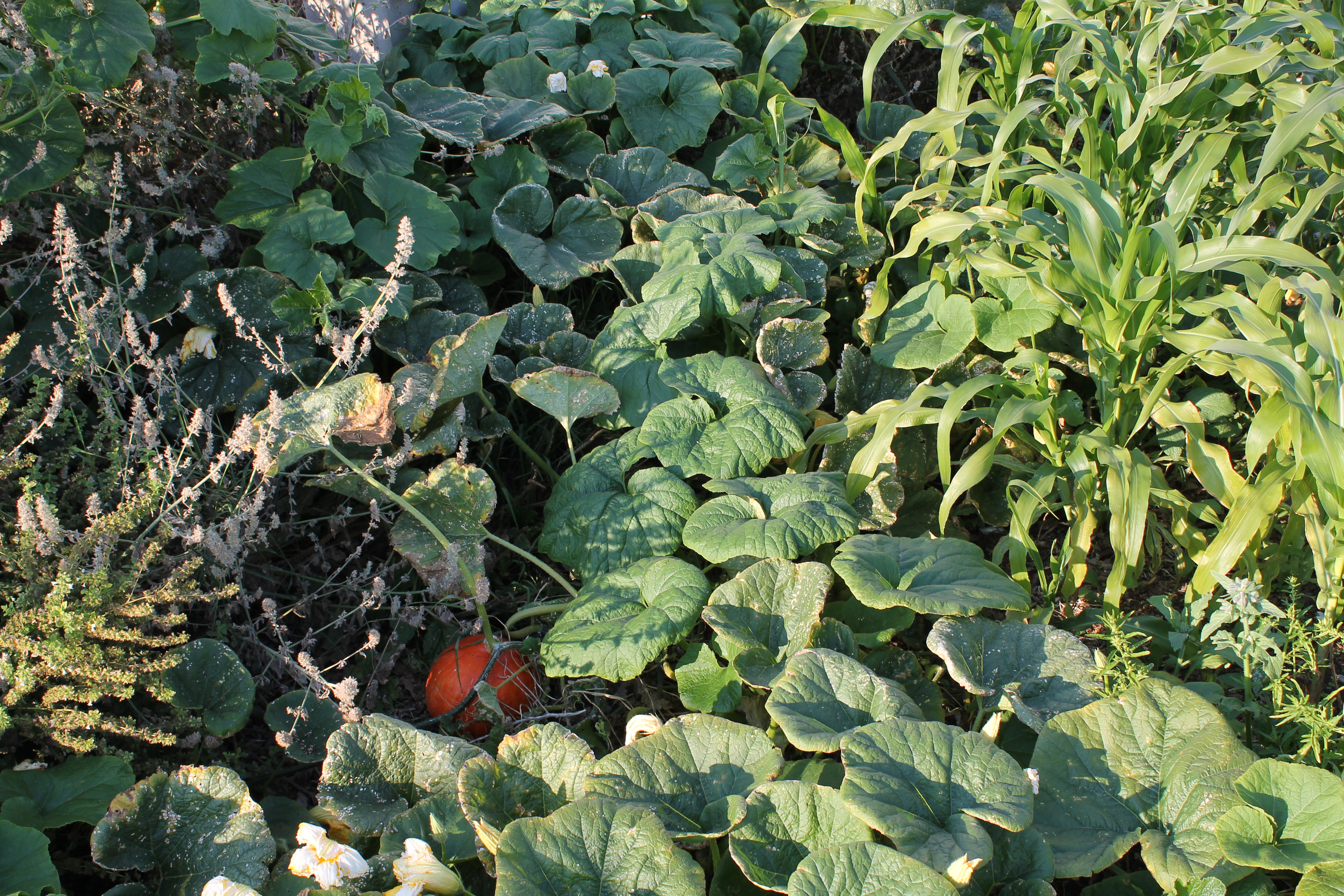 ripening red kuri squash