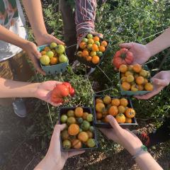 2024-08-24_tomatoes.jpg